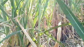 Lalita Singh enjoys some public sex in the woods